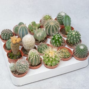 mini cactus variados