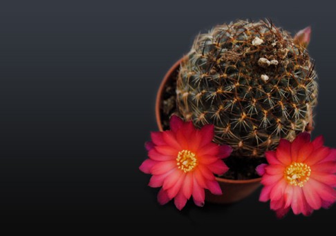 comprar cactus con flor