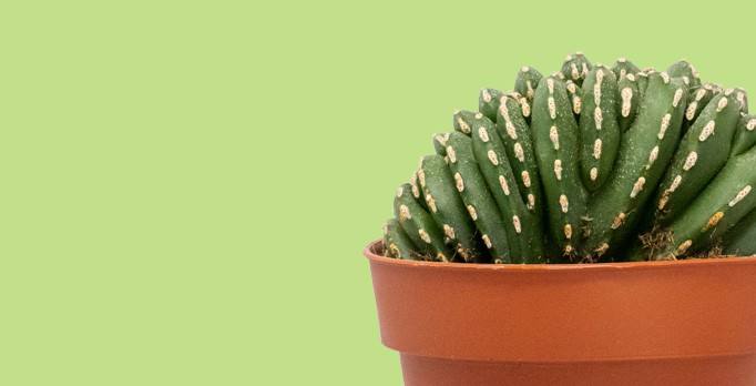 Comprar cactus de colección