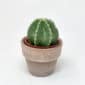 Cactus Echinocereus Subinermis