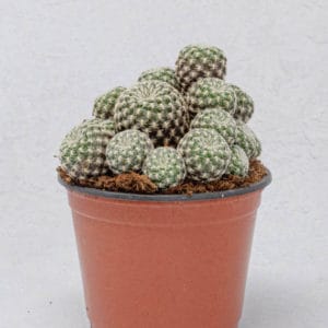Cactus Sulcorebutia Langeri
