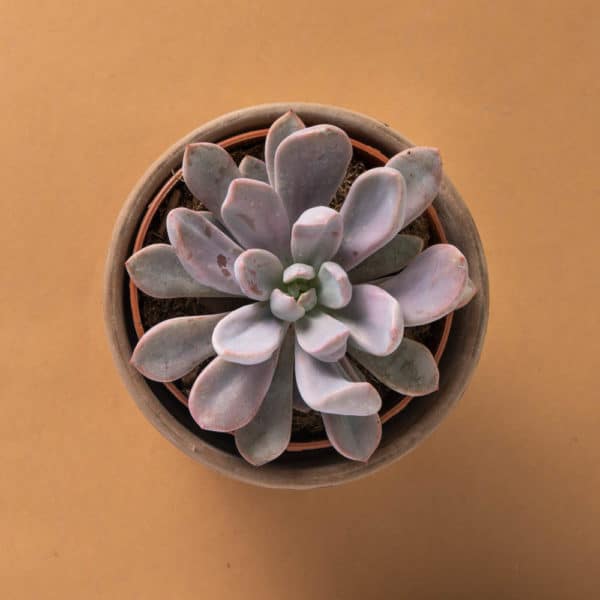 Suculenta Graptoveria Lilac Spoons - La Tienda del Cactus