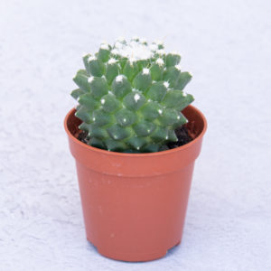 Cactus Mammillaria Stachellos