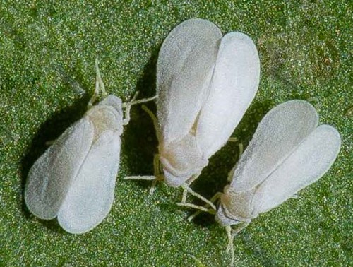 plagas-mosca-blanca