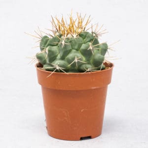 Cactus Thelocactus Hexaedrophorus
