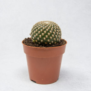 Sulcorebutia Arenacea en La Tienda del Cactus