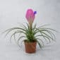 suculenta tillandsia cynaea