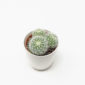 Cactus Mammillaria Senilis