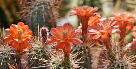 olor cactus flores