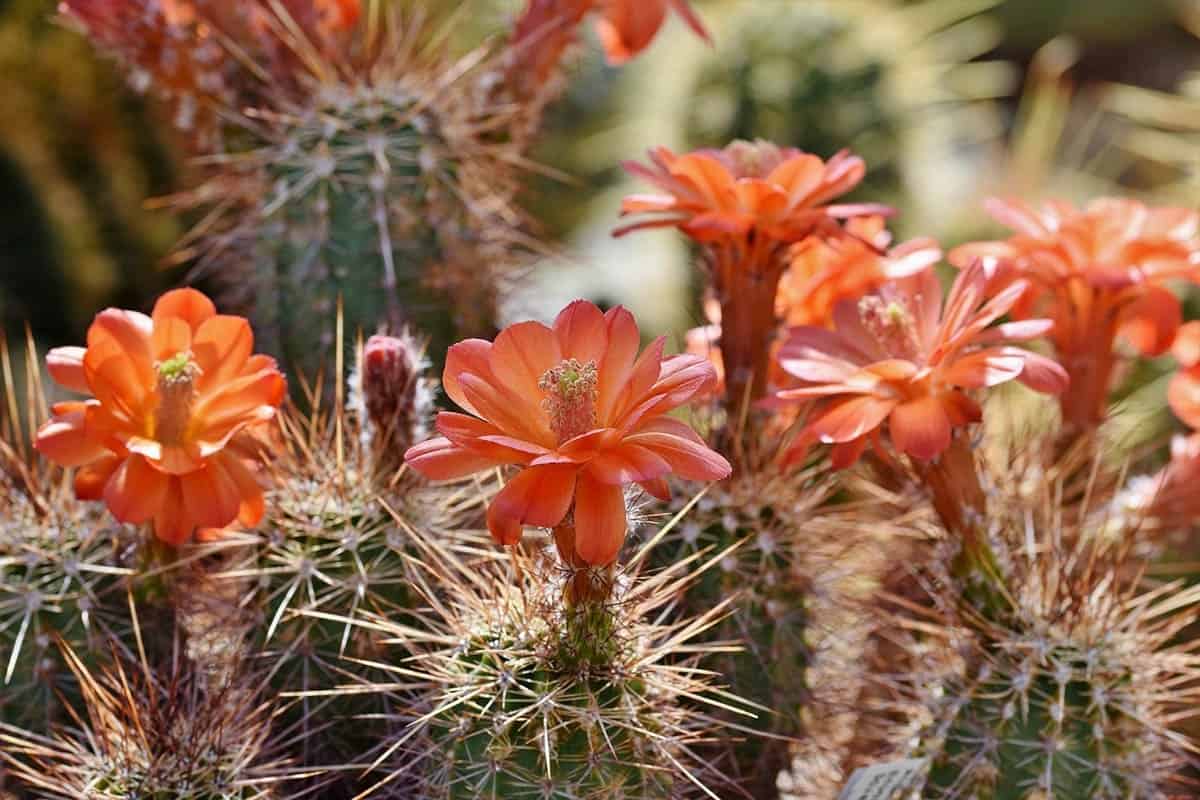 Conoces el olor de las flores de los cactus y suculentas? - La Tienda del  Cactus