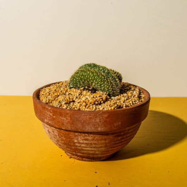 Pack detalle comunión - La Tienda del Cactus