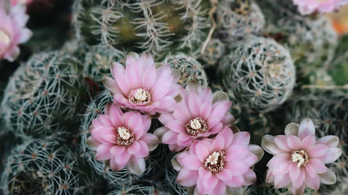 Todo sobre los cactus: cómo cuidarlos y decorar con ellos