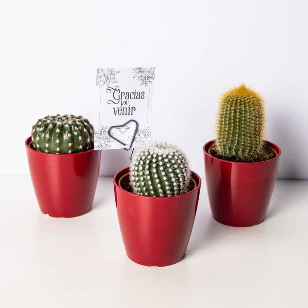Pack detalle comunión - La Tienda del Cactus