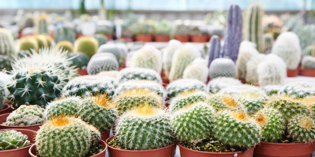 Comprar cactus y suculentas online